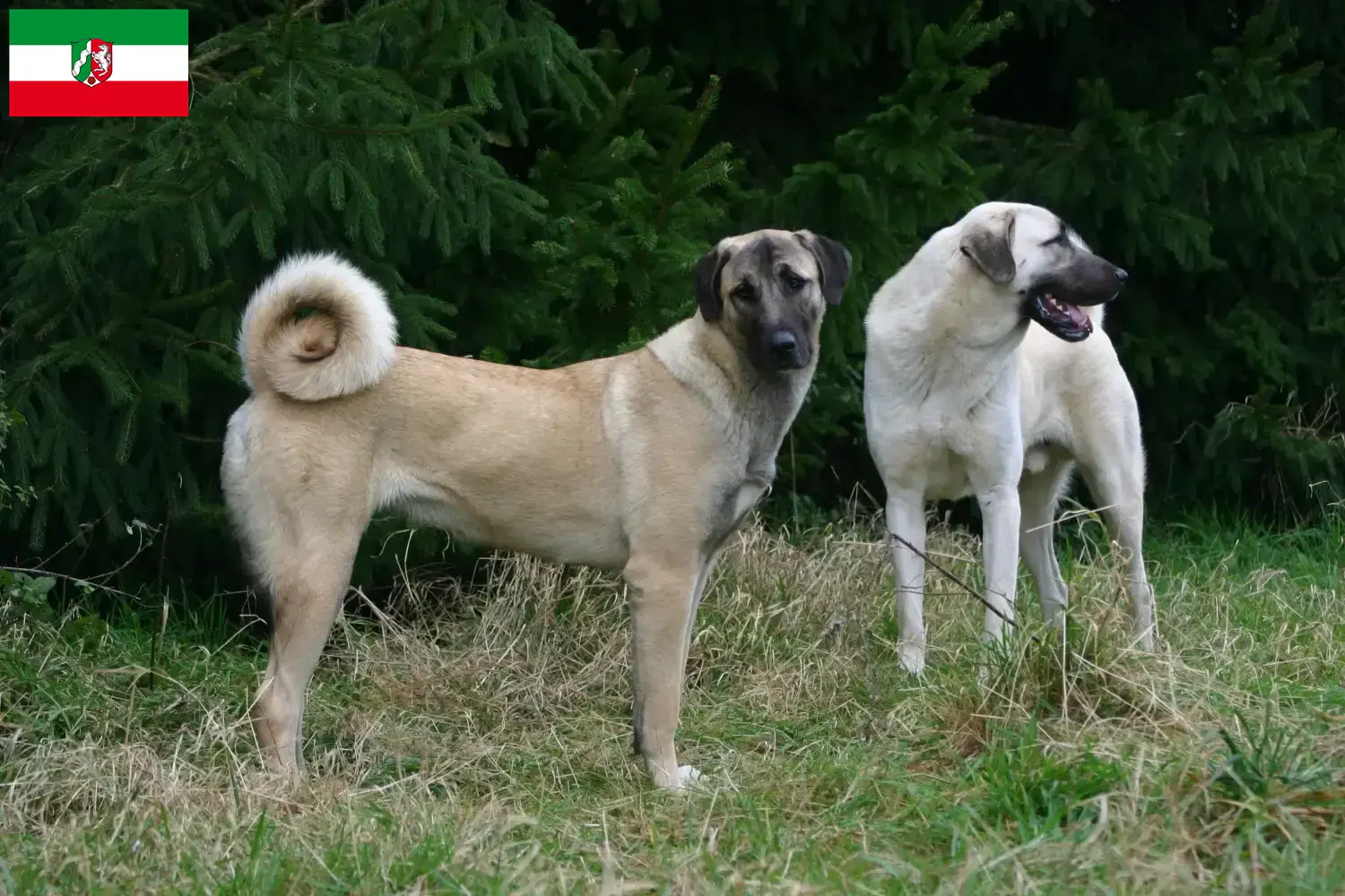 Read more about the article Kangal crescători și căței în Renania de Nord-Westfalia