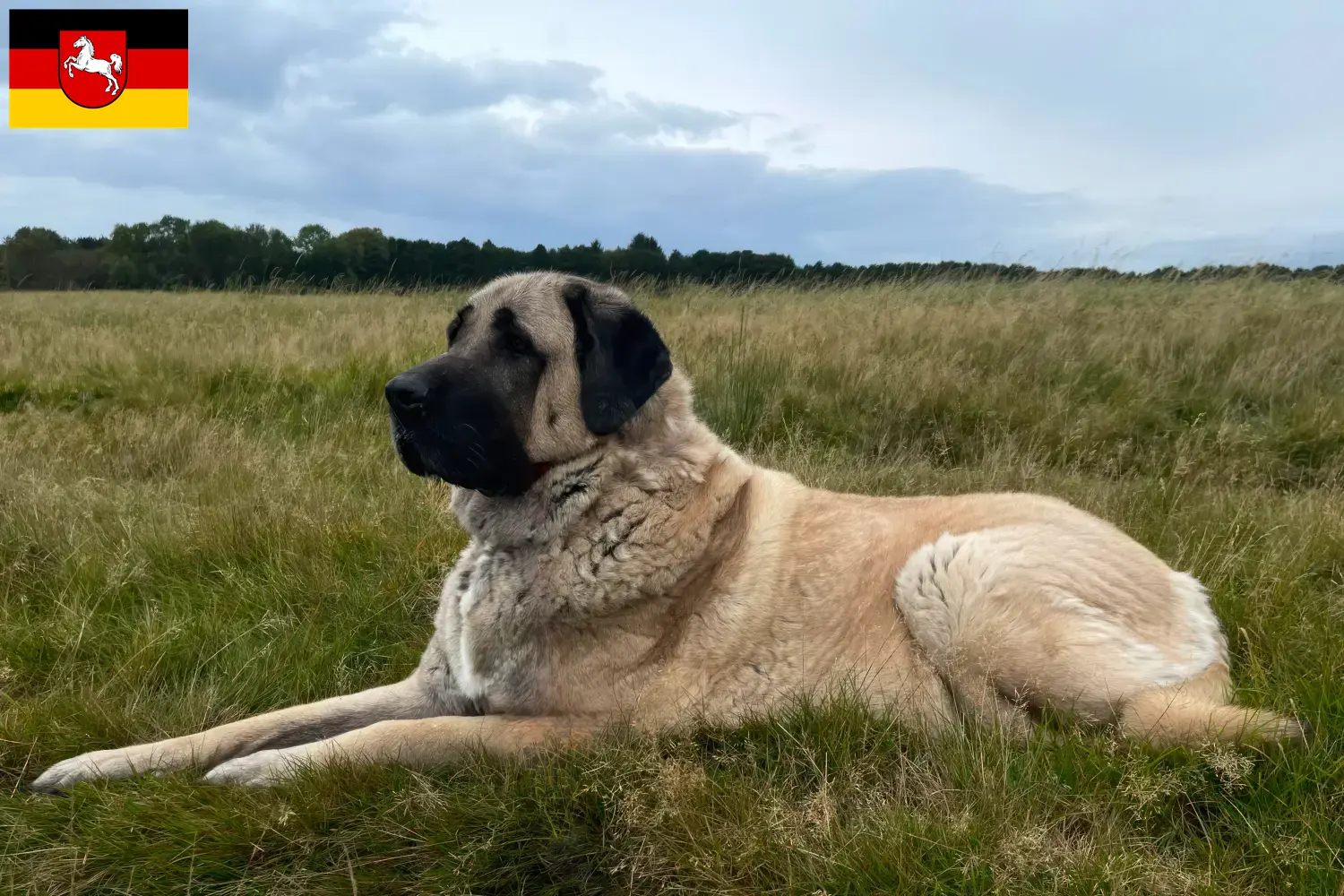 Read more about the article Kangal crescători și căței în Saxonia Inferioară