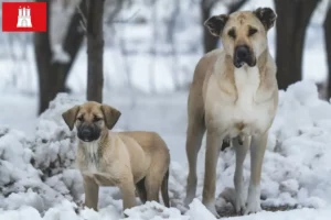 Read more about the article Kangal crescători și căței în Hamburg