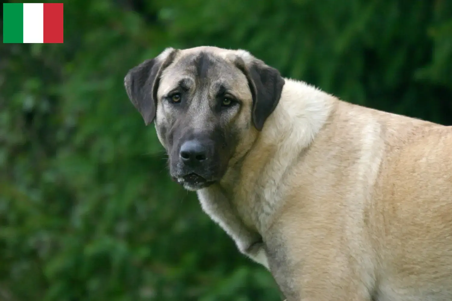 Read more about the article Kangal crescători și căței în Italia