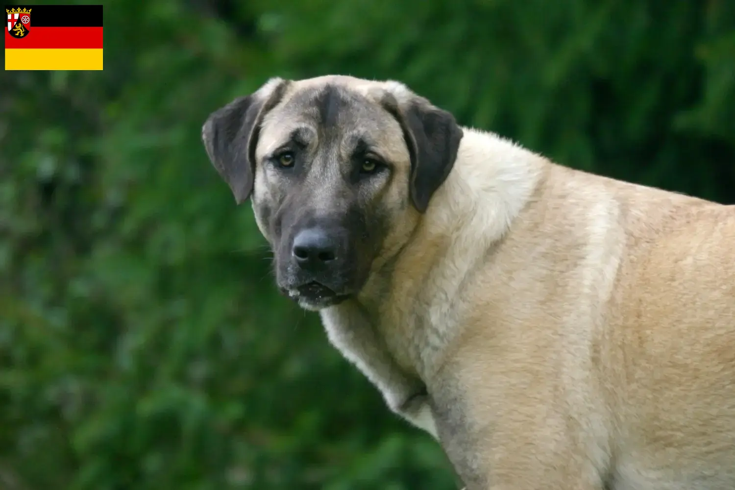 Read more about the article Kangal crescători și căței în Renania-Palatinat