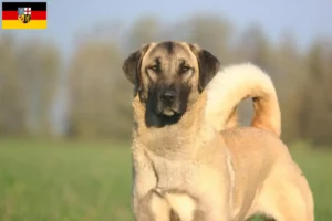 Read more about the article Kangal crescători și căței în Saarland