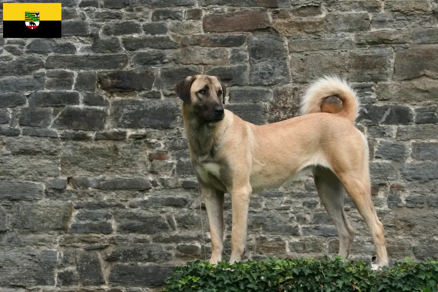 Read more about the article Kangal crescători și căței în Saxonia-Anhalt