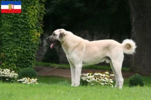 Read more about the article Kangal crescători și căței în Schleswig-Holstein