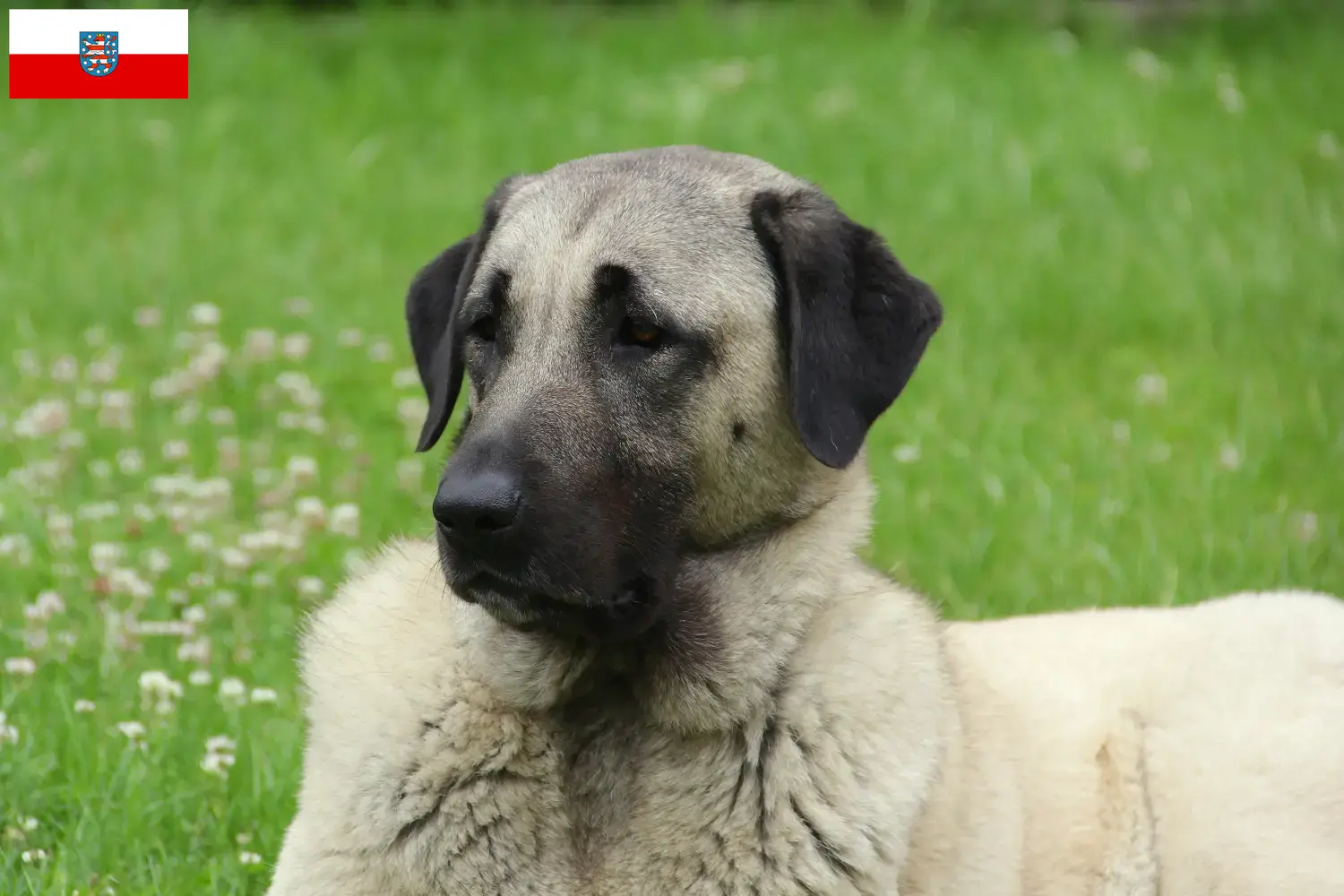 Read more about the article Kangal crescători și căței în Thuringia