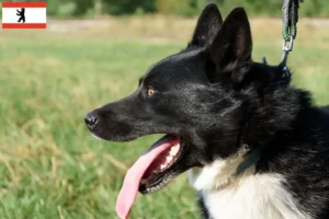 Read more about the article Karelian Bear Dog Breeder și cățeluși în Berlin