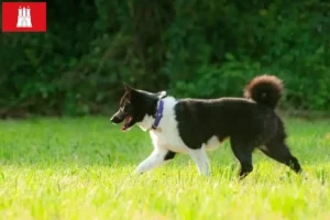 Read more about the article Karelian Bear Dog Breeder și cățeluși în Hamburg