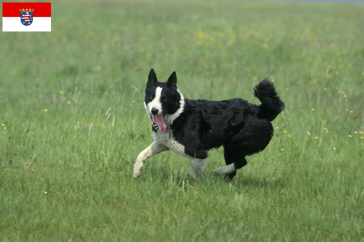 Read more about the article Karelian Bear câine crescători de câini și căței în Hesse