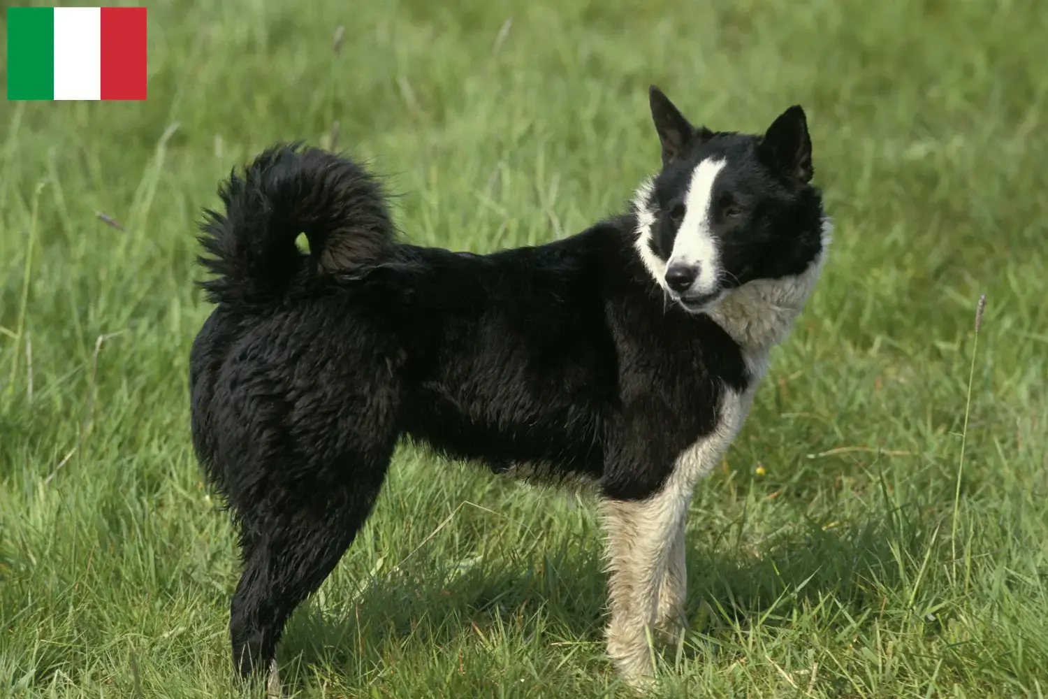 Read more about the article Karelian Bear Crescători de câini și căței în Italia