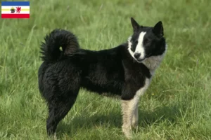 Read more about the article Crescători de câini și căței Karelian Bear Dog în Mecklenburg-Vorpommern