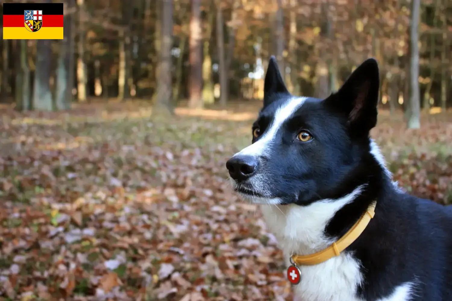 Read more about the article Karelian Bear câine crescători de câini și căței în Saarland