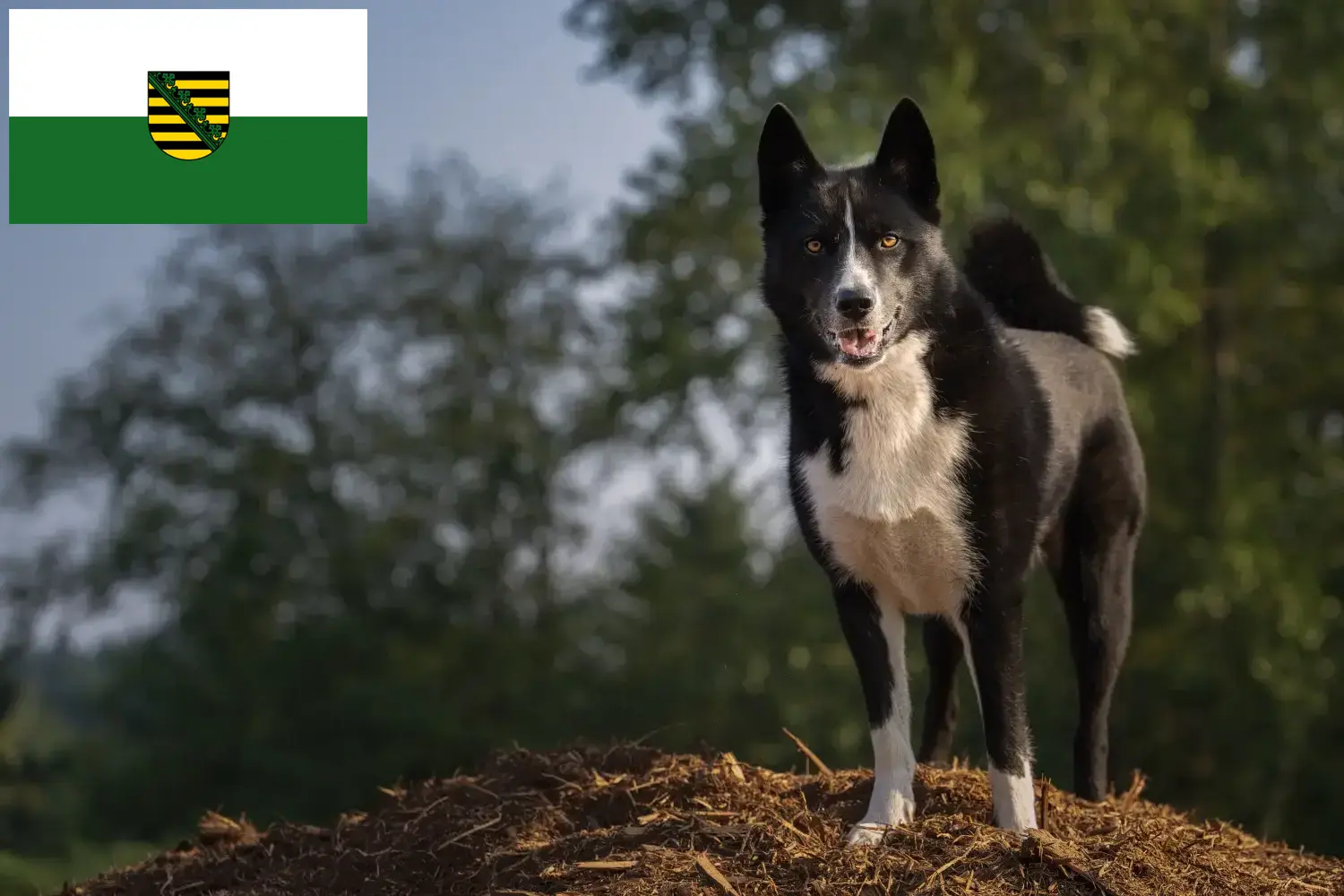 Read more about the article Karelian Bear Dog Breeder și căței în Saxonia