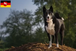 Read more about the article Crescători de câini și căței Karelian Bear Dog în Saxonia Inferioară