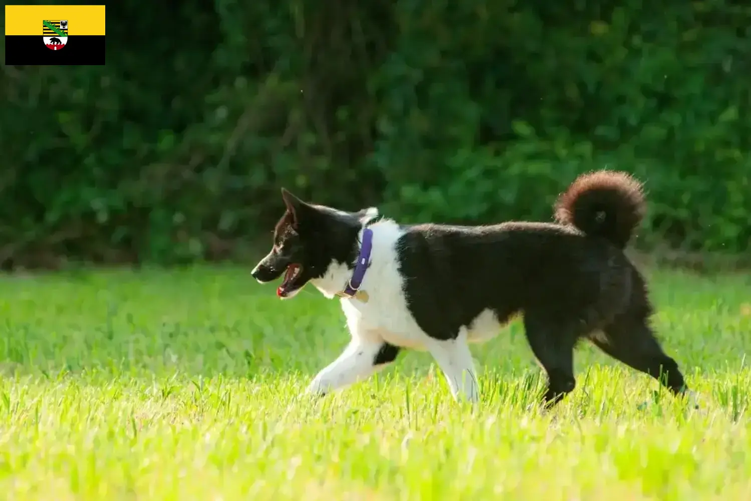 Read more about the article Crescători de câini și căței Karelian Bear Dog în Saxonia-Anhalt