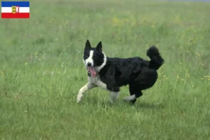 Read more about the article Crescători de câini și căței Karelian Bear Dog în Schleswig-Holstein