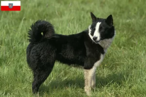 Read more about the article Crescători de câini și căței Karelian Bear Dog în Thuringia