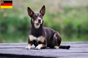 Read more about the article Australian Kelpie crescători și căței în Renania-Palatinat