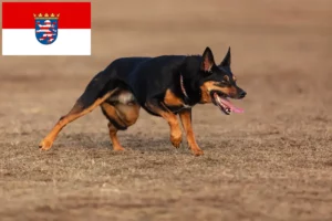 Read more about the article Australian Kelpie crescători și căței în Hessen