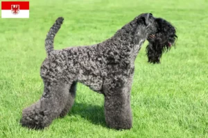 Read more about the article Kerry Blue Terrier crescători și căței în Brandenburg