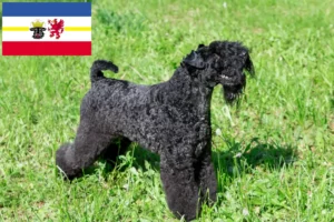 Read more about the article Kerry Blue Terrier crescători și căței în Mecklenburg-Vorpommern