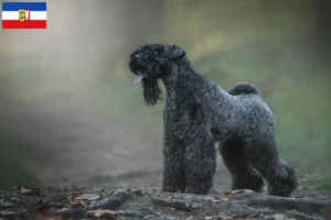 Read more about the article Kerry Blue Terrier crescători și căței în Schleswig-Holstein