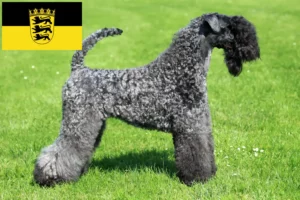 Read more about the article Kerry Blue Terrier crescători și căței în Baden-Württemberg