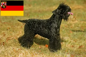 Read more about the article Kerry Blue Terrier crescători și căței în Rhineland-Palatinate