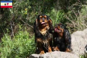 Read more about the article King Charles Spaniel crescători și căței în Mecklenburg-Vorpommern