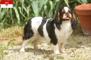 Read more about the article King Charles Spaniel crescători și căței în Brandenburg