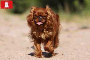 Read more about the article King Charles Spaniel crescători și căței în Hamburg