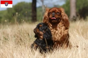 Read more about the article King Charles Spaniel crescători și căței în Hessen