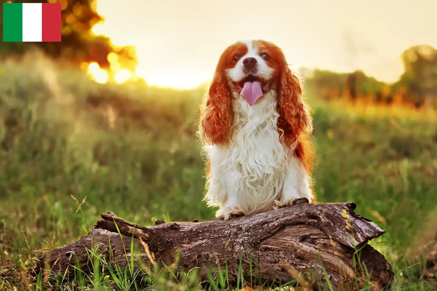 Read more about the article King Charles Spaniel crescători și căței în Italia