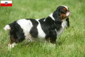 Read more about the article King Charles Spaniel crescători și căței în Thuringia