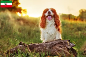 Read more about the article King Charles Spaniel crescători și căței în Renania de Nord-Westfalia