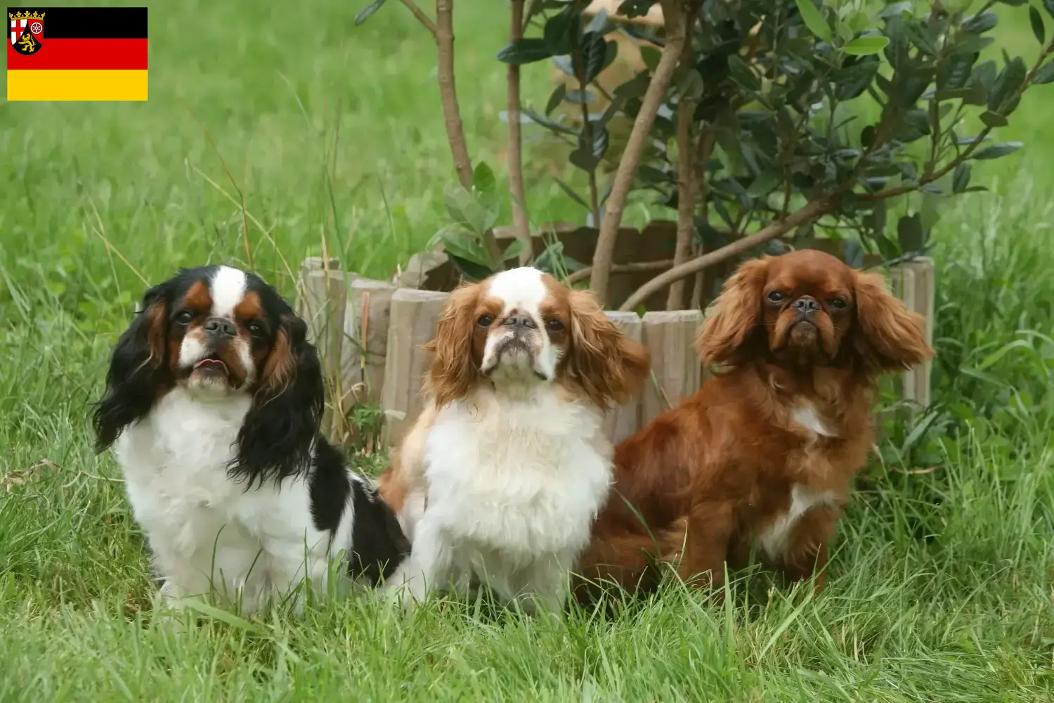 Read more about the article King Charles Spaniel crescători și căței în Renania-Palatinat