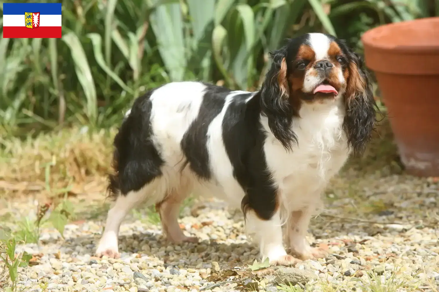 Read more about the article King Charles Spaniel crescători și căței în Schleswig-Holstein