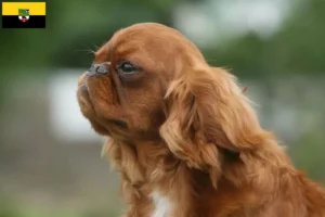 Read more about the article King Charles Spaniel crescători și căței în Saxonia-Anhalt