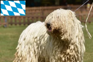 Read more about the article Crescători de Komondor și căței în Bavaria