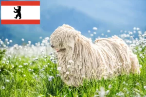 Read more about the article Komondor crescători și căței în Berlin