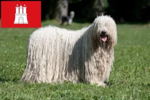 Read more about the article Komondor crescători și căței în Hamburg