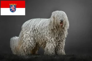 Read more about the article Komondor crescători și căței în Hessen