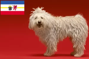 Read more about the article Crescători de Komondor și căței în Mecklenburg-Vorpommern