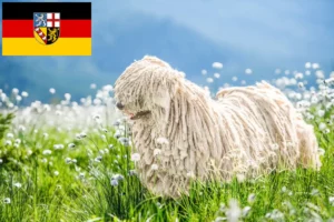 Read more about the article Crescători de Komondor și căței în Saarland