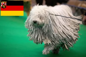 Read more about the article Crescători de Komondor și căței în Renania-Palatinat