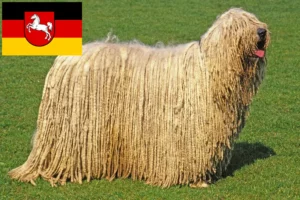 Read more about the article Crescători de Komondor și căței în Saxonia Inferioară