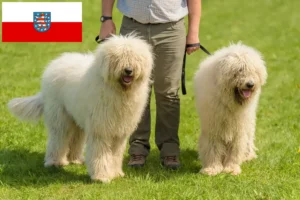 Read more about the article Komondor crescători și căței în Turingia