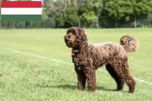 Read more about the article Labradoodle crescători și căței în Ungaria