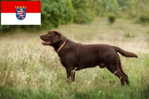 Read more about the article Labrador crescători și căței în Hessen