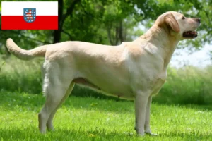 Read more about the article Labrador crescători și căței în Thuringia