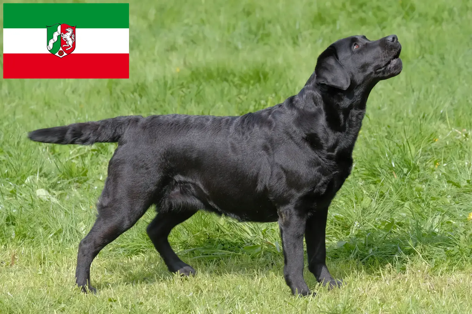 Read more about the article Labrador crescători și căței în Renania de Nord-Westfalia